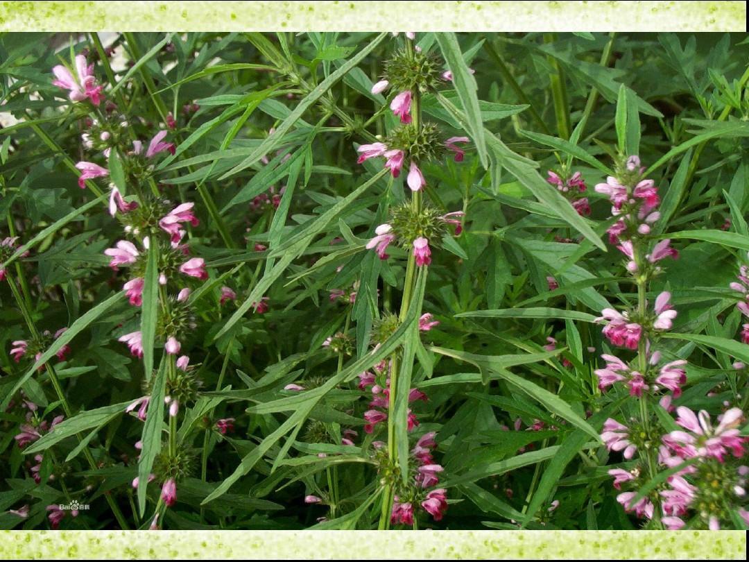 尿酸|看似草,其实是药