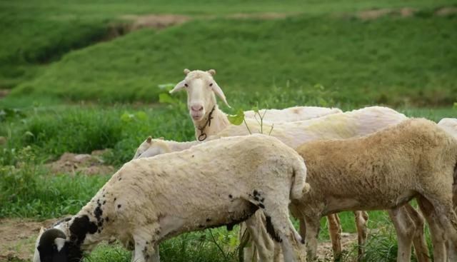 恒星 人类现在怎么只吃食草动物,基本不吃食肉动物?是什么原因呢?