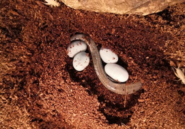 石龙 已知唯一的案例，澳洲蜥蜴可以边下蛋边产仔，它处在进化过渡期