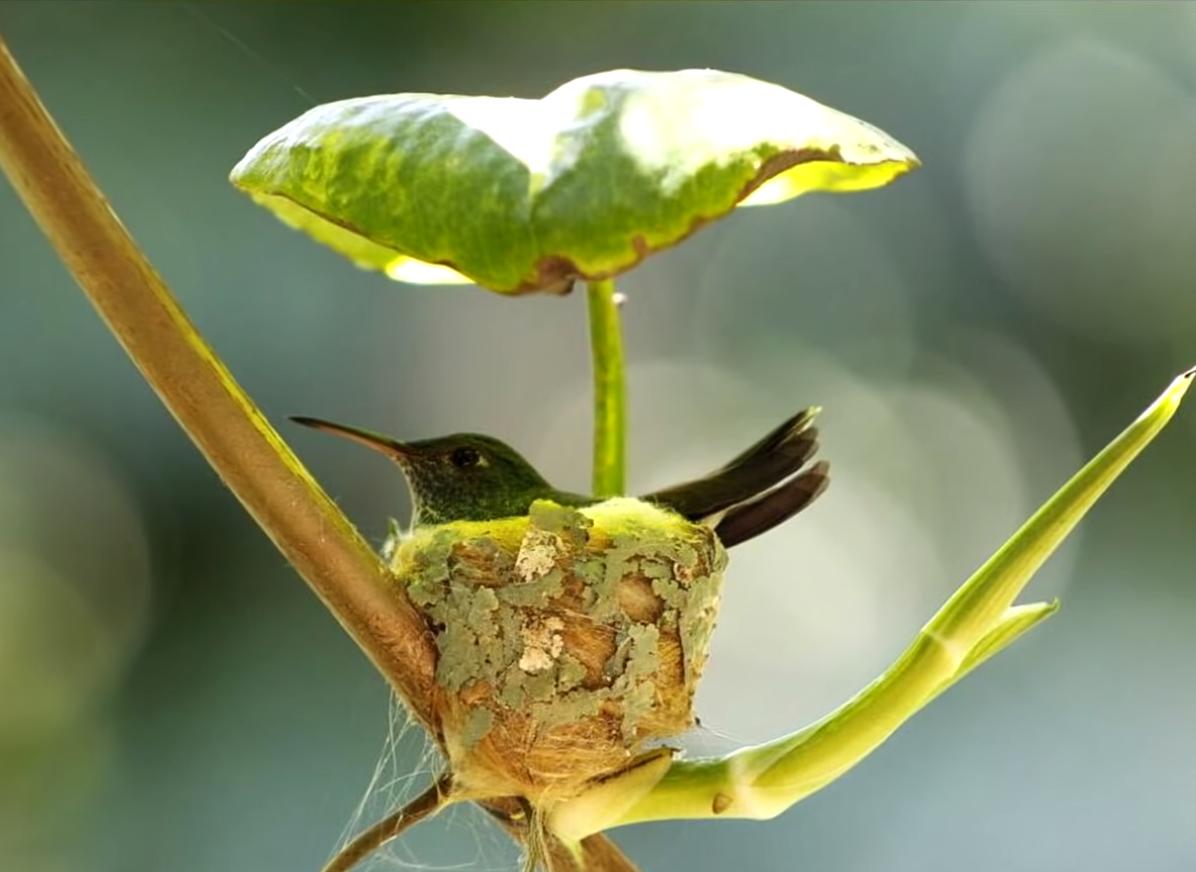 30张“冷知识”图片,看完大开眼界