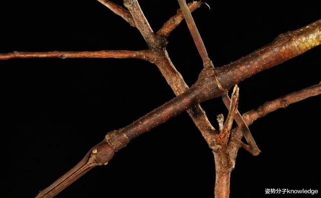 新型冠状肺炎 动物界的伪装大师!能全看出来算你厉害!