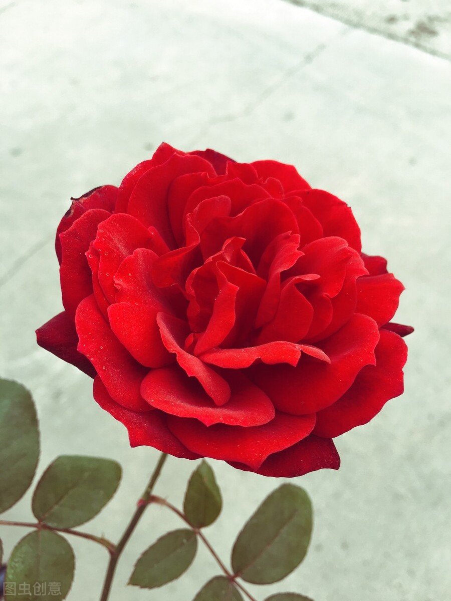 你好除夕|心理测试:凭感觉选一朵花,测你这辈子活得明白吗?