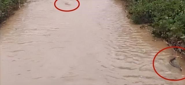 福建省|福建一男子小溪里钓鲫鱼，意外涨水冲来大量河鳗，扔下鱼竿就开捞