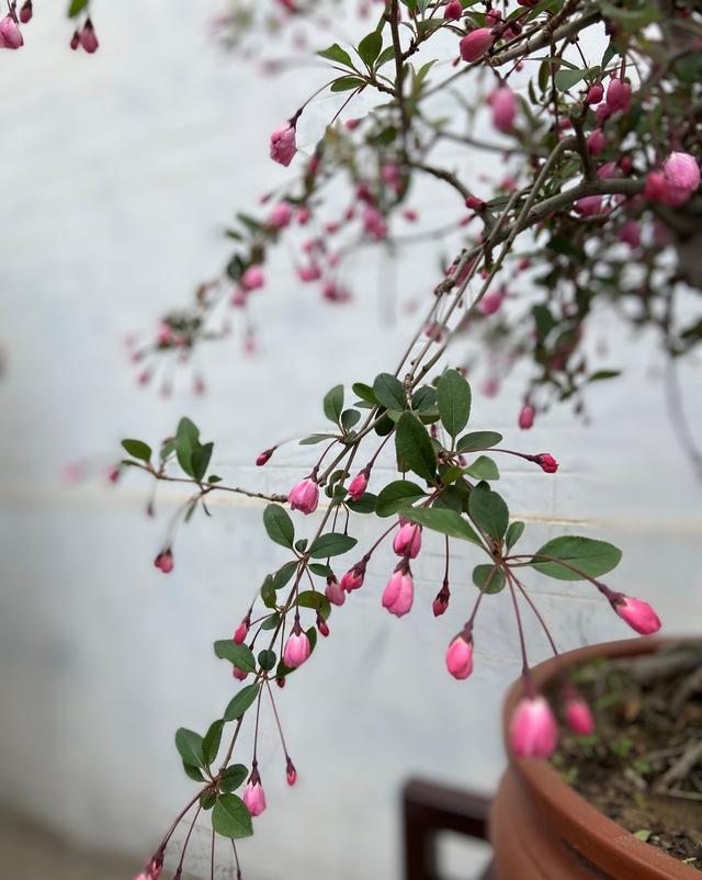 小小旅行端 陶然亭海棠：只恐夜深花睡去