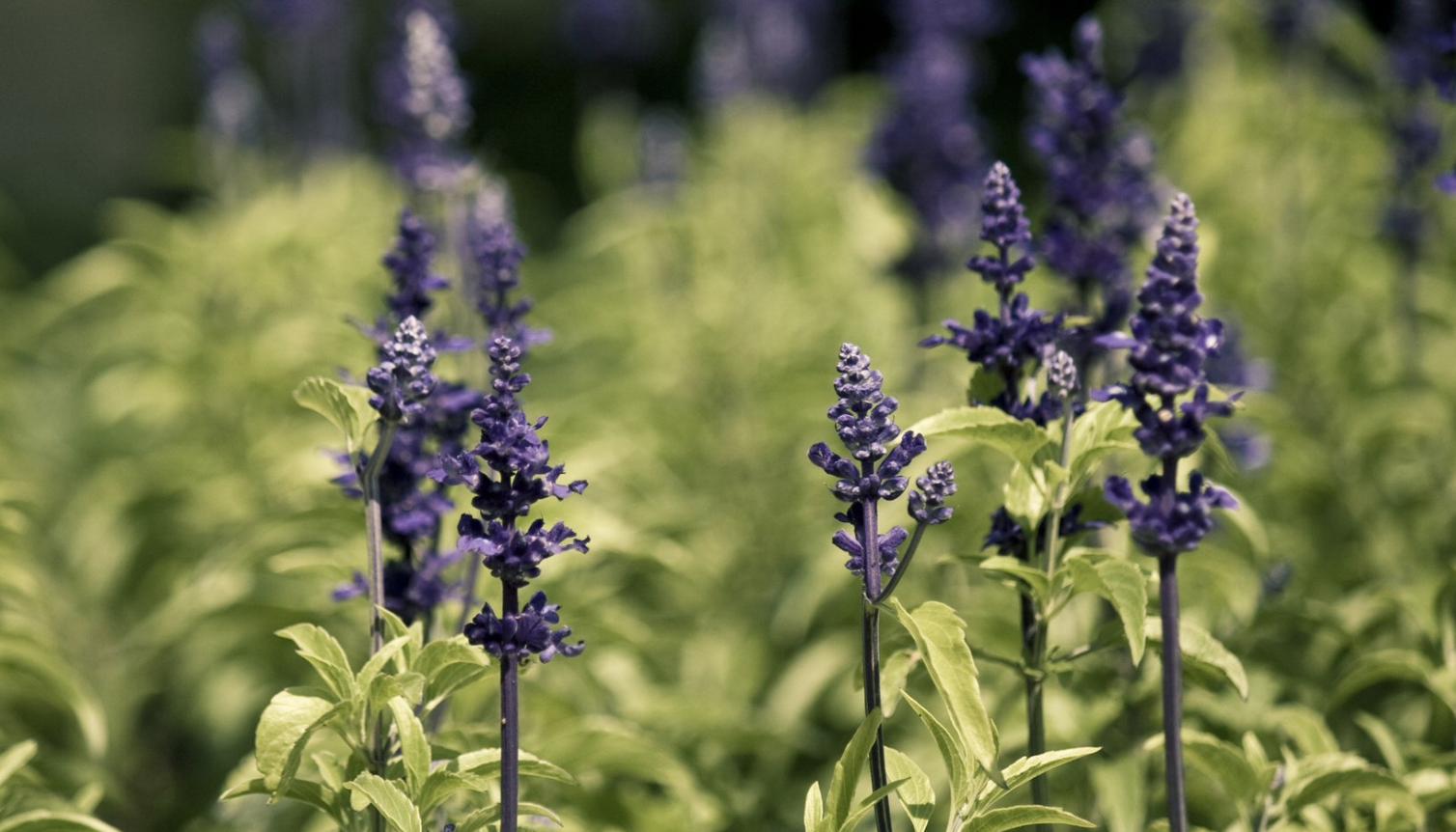 生肖|12月，好运惹不起，职场有作为，3生肖迎风翻盘，大显身手，财通八达