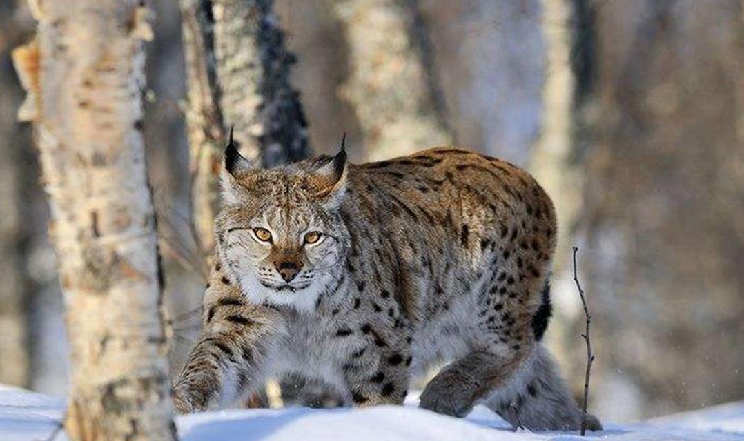 猞猁现身横断山,白天偷袭小野猪被母猪打飞,只好等晚上母猪睡熟