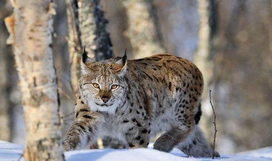 猞猁现身横断山，白天偷袭小野猪被母猪打飞，只好等晚上母猪睡熟