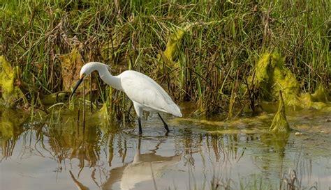 仙女虾 为什么野地里挖个水池，时间一长就有鱼诞生？