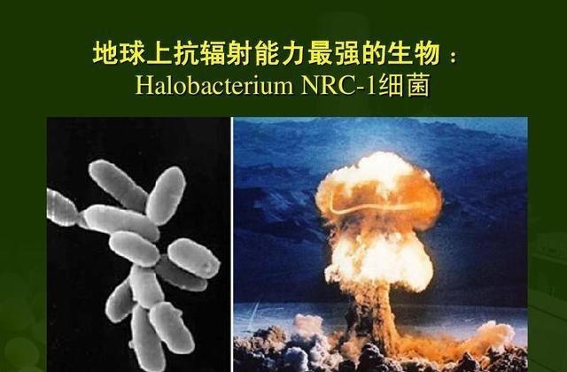 3个地球超级生物,强大到不惧怕核武器,一个已经被送入太空生存