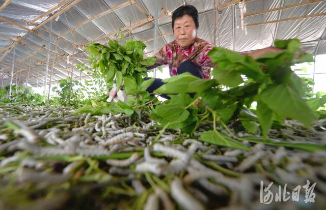 河北新闻网 河北临城：种桑养蚕助农致富