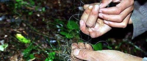 果莓妈咪说 20年前，专家在神农架发现的“猴娃”，真的是人猴杂交产下的吗