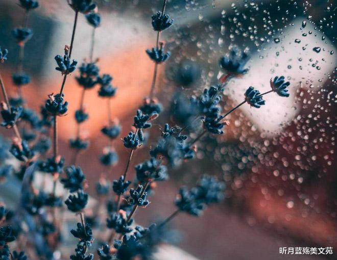 昕月蓝殇美文苑|用心爱过，难以忘怀