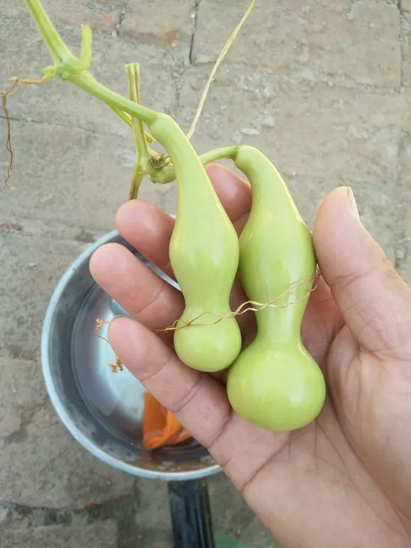 葫芦|这玩意儿，不盘光看，就很勾人！