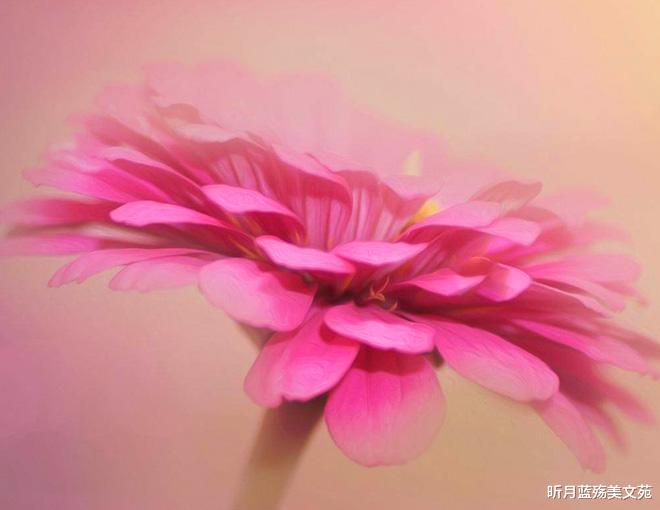 昕月蓝殇美文苑|深爱的你，错过了，就是一辈子