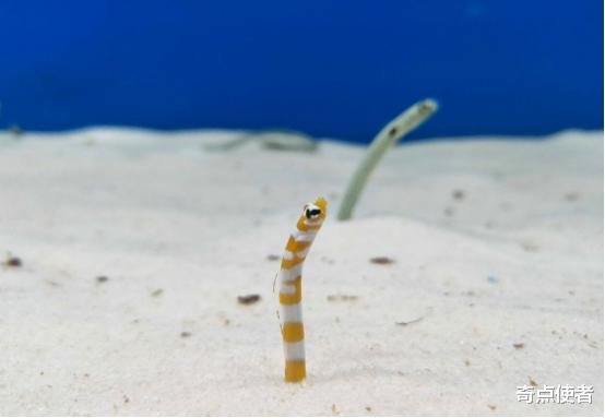 巨蟒 寿命可达20万年？云南发现一条5米长巨蟒，蛇龄30年还很年轻？