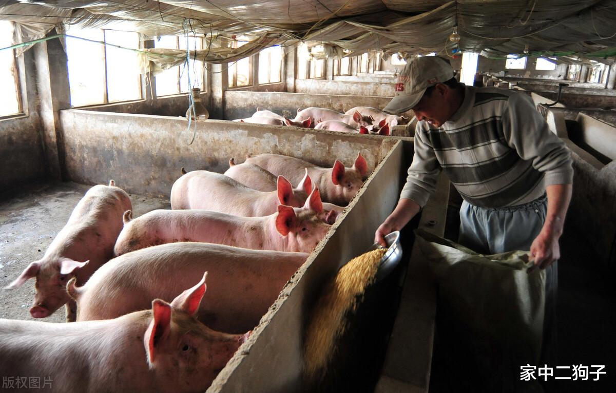 生猪价格 猪价“破8冲7”，行情为何再次坠落，屠企压价要背锅？没那么简单