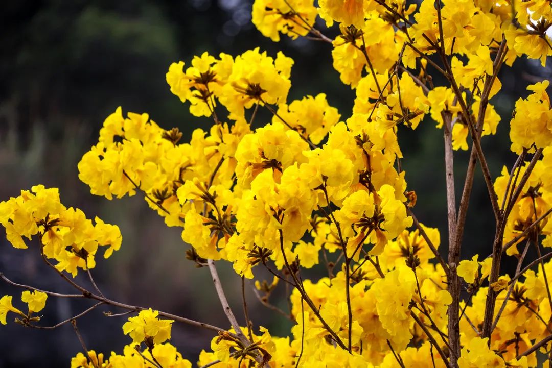 业主交流 太靓啦!珠海满城遍地“小黄花”!快快约起来!
