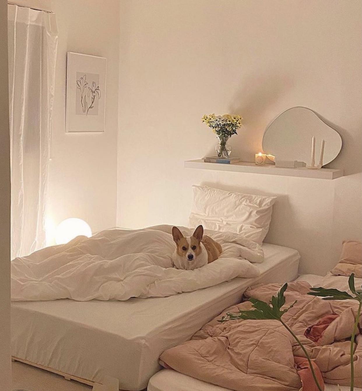 一人独居,有犬相伴,小窝虽然不大,她却过出了诗和远方,羡慕!