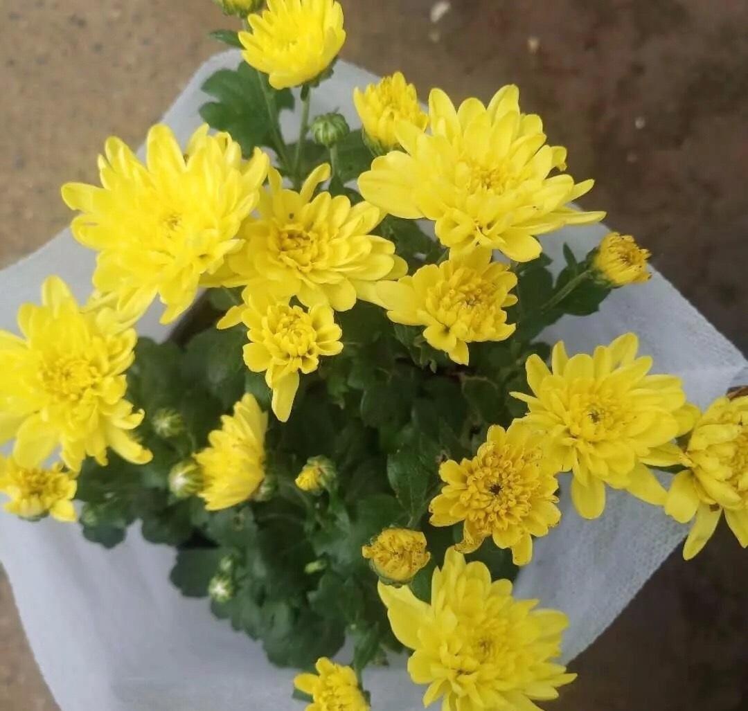 向阳园艺 秋冬季节，家里一定要养盆菊花，花中之王，开花巨漂亮