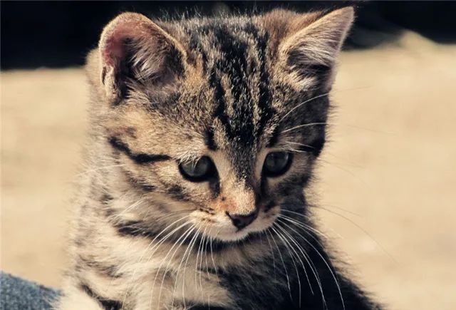 陪读时间|老舍：我们家的猫