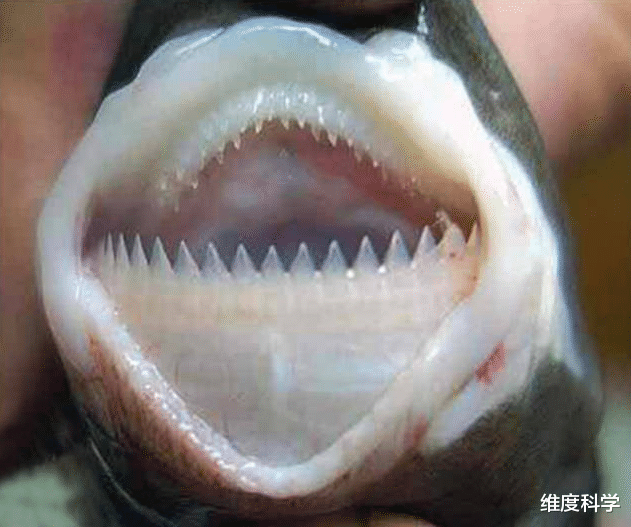 鲨鱼 “战斗力爆表”！这种鲨鱼体型不大，却成为了海洋生物的噩梦