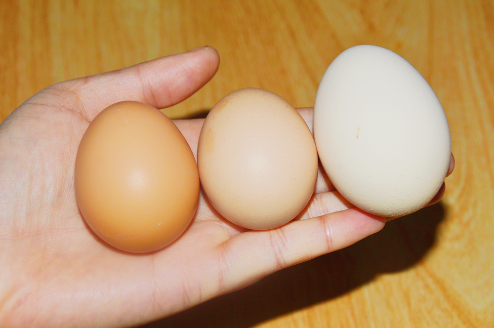 “激素鸡蛋”危害大,学会这一招,看一眼就能辨别出好坏蛋
