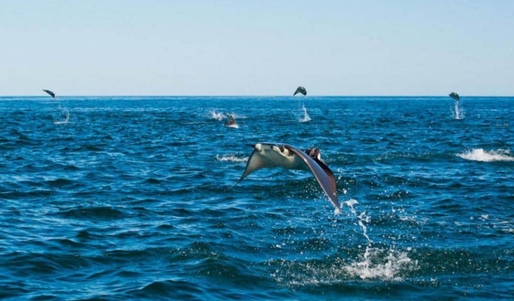 大城小樂故事 當(dāng)內(nèi)陸河水流進(jìn)海中后，河水中的魚會怎樣？