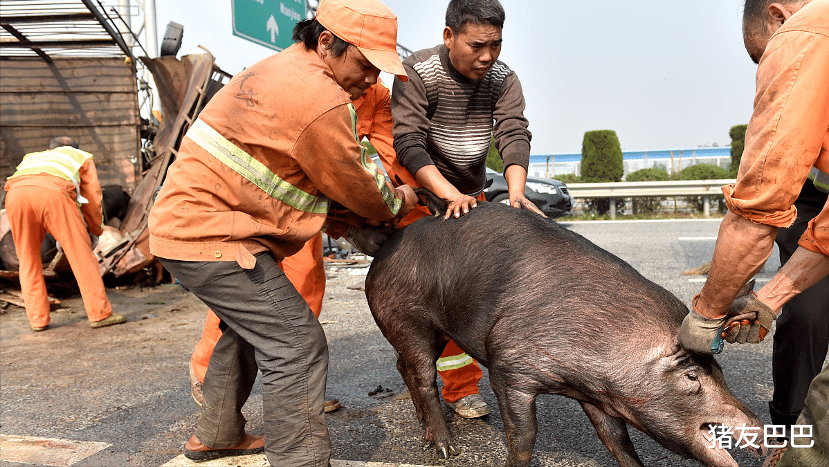 生猪价格 猪价一蹶不振,多地跌破14元,21年猪价要跌回10元一斤?预测来了