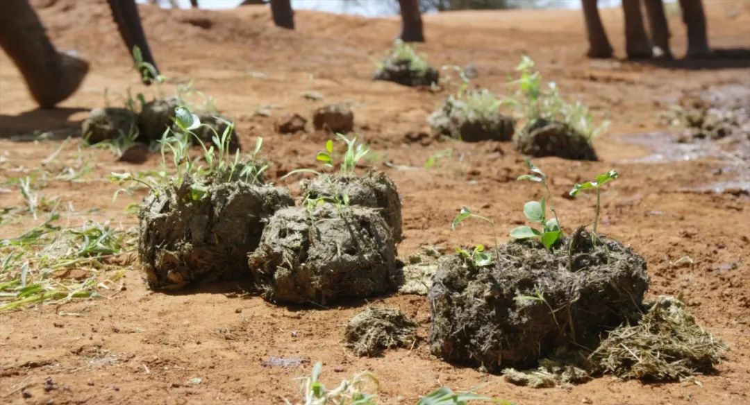 大象 触目惊心，不忍直视！9.3分顶流刷屏，对不起我夸不下嘴…