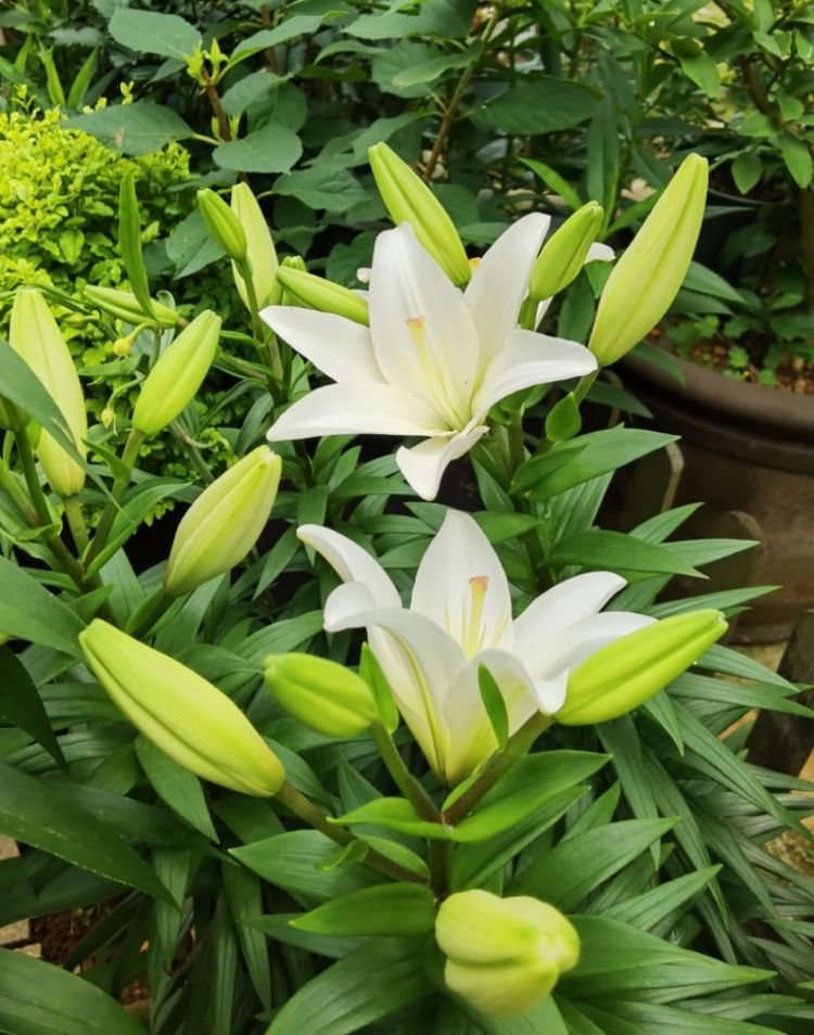 为这300㎡露台花园，毫不犹豫买了这房子，在城市屋顶过上田园生活