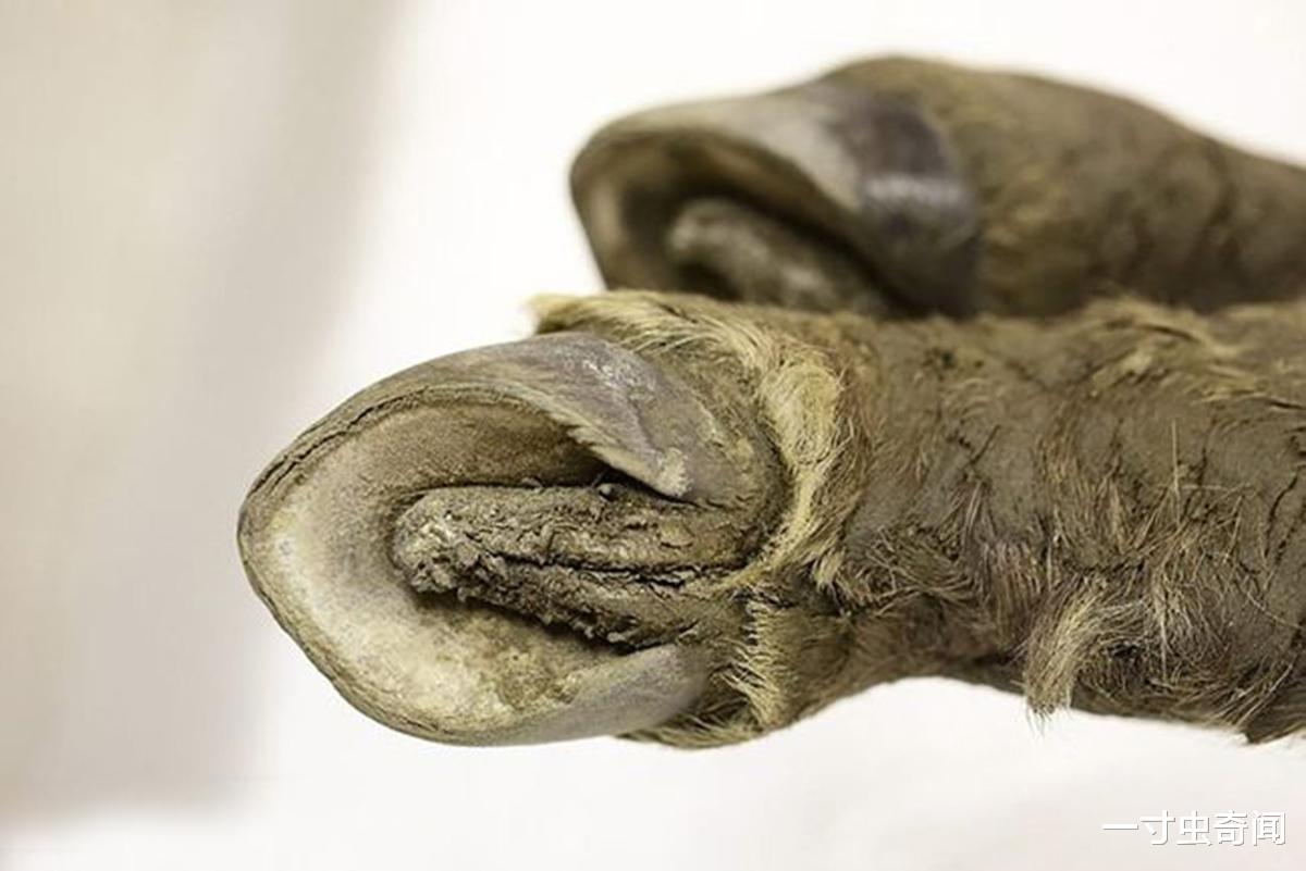 遗骸 潘多拉盒子？冻土融化，出现史前动物遗骸及病菌，或对人产生影响