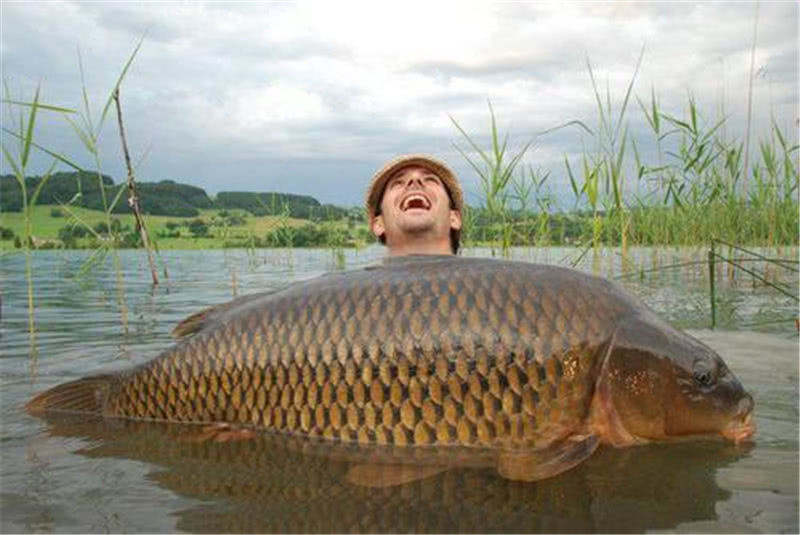 杭州 悬赏500万的鲤鱼!这条鲤鱼究竟犯了啥事,被澳大利亚重金通缉?
