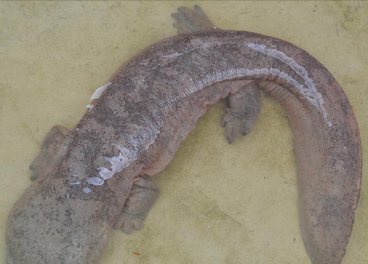 娃娃鱼|贵州男子误钓“四脚鱼”，知道身份后赶紧报警，网友：算你聪明