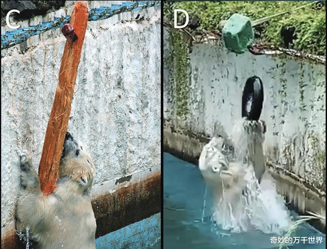 冠状病毒 北极熊会使用“工具”？面对巨大海象，北极熊投掷大石头把它砸晕