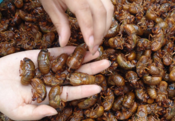 贯丹萱 夏天农村常见的知了猴，天黑才打洞出来，藏在地下需要呼吸吗？