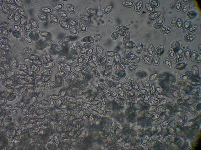 鹅粪能杀蛇,是否有科学道理,为什么蛇会怕大鹅?
