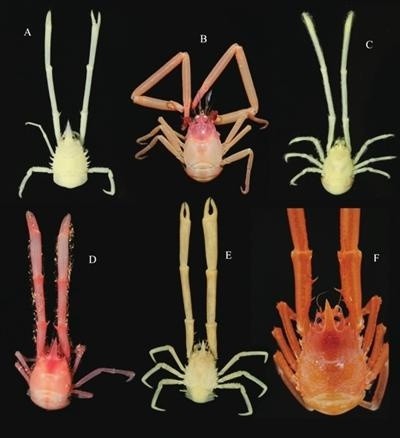 舜网 女子海岛游玩时发现新物种?工作人员:这下误会大了……