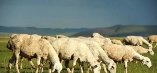 羊價開始下跌，部分地區已降至12元/斤，羊價怎麼又下跌瞭呢？-圖2