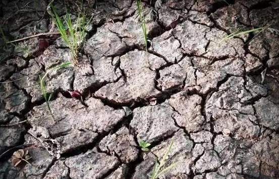 梓琪育儿说|太可怕!台东一小学操场出现大量蚯蚓,然而师生见怪不怪