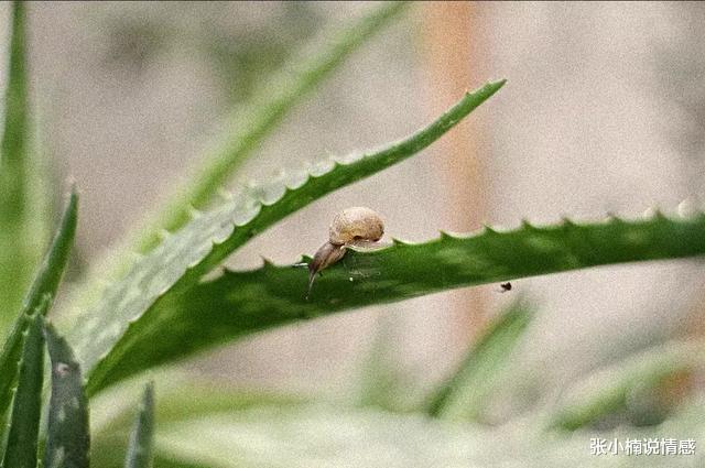 张小楠说情感|老公和情人谁重要？三个女人告诉你答案