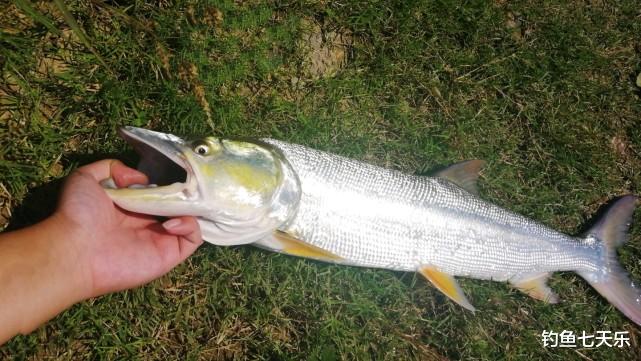 触电|好消息！禁渔后长江“刀鱼”增加2.5倍，百斤大鱼数量有望破纪录