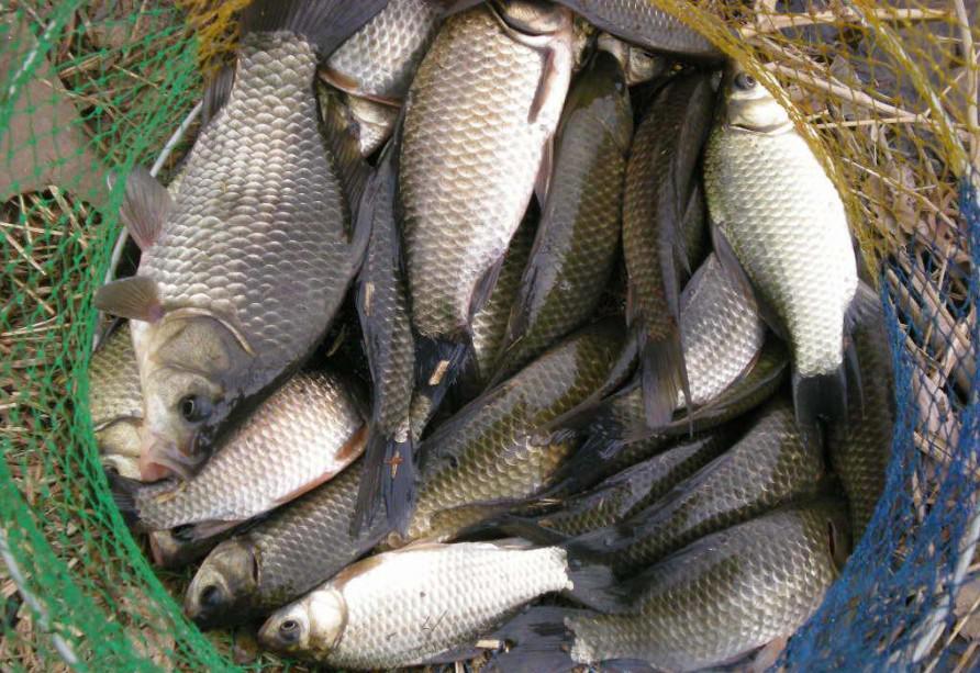 |要想作钓到大的鲫鱼,这几个细节都要注意,可是被很多钓友忽略了。