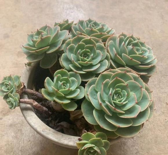 向阳园艺|养多肉，一些容易疏忽的小细节，5个注意点，帮你养好多肉