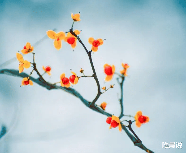 唯晨说|认知：走到最后才发现，此生可以依靠的人不多