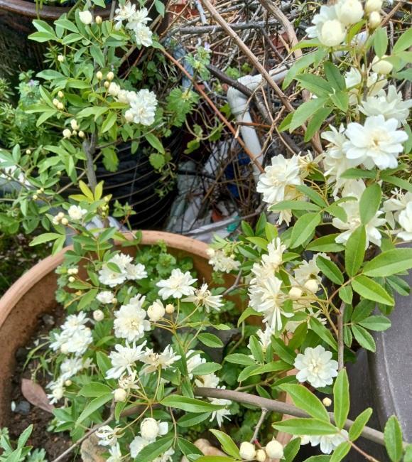 说说家装那点事儿|庭院养花，木香花是首选，花期开放时间长，春夏季节不招虫