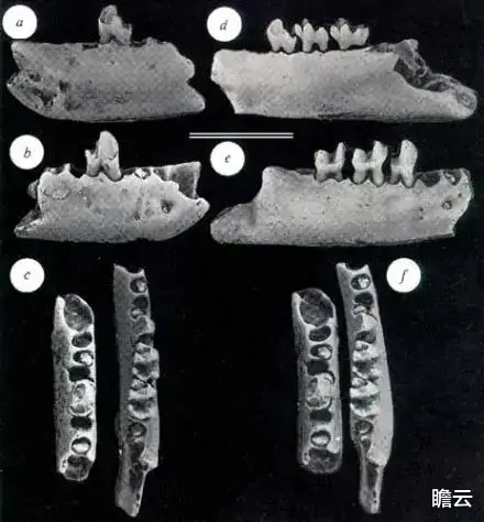 长达40亿年的生命历程,人类是如何一步步进化来的?(人类进化极简史)