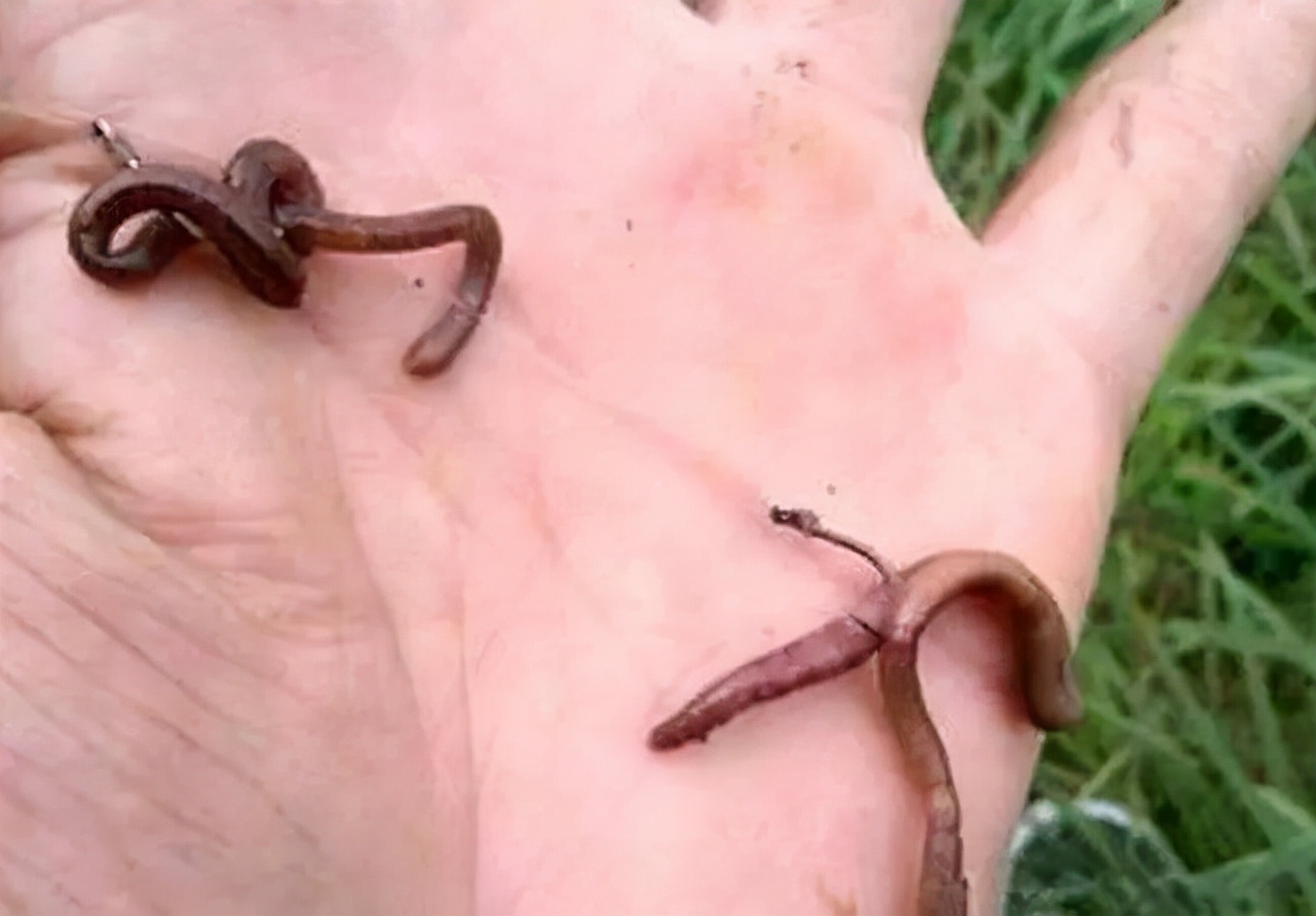 |别再用硬竿了，试试软杆钓鱼，尽享二两大鲫鱼的遛鱼体验