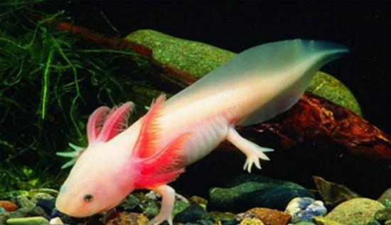 登月 人类离永生再进一步？科学家开发出人体隐藏的“再生功能”