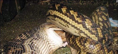 世界上最大的蛇有多大？當初被捕的桂花蟒，打破瞭吉尼斯世界紀錄-圖4