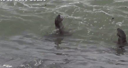 小明日常 恩怨情仇,新加坡两大水獭帮派的世纪之战